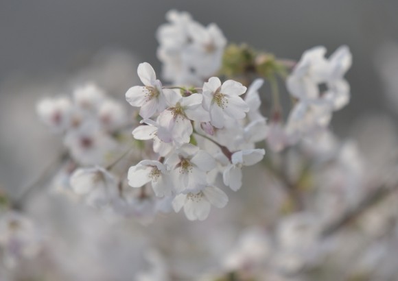 DSC_5887_00001