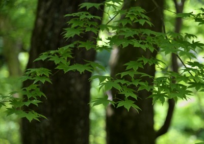 DSC_6118_00001