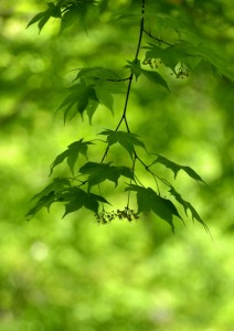DSC_6164_00001