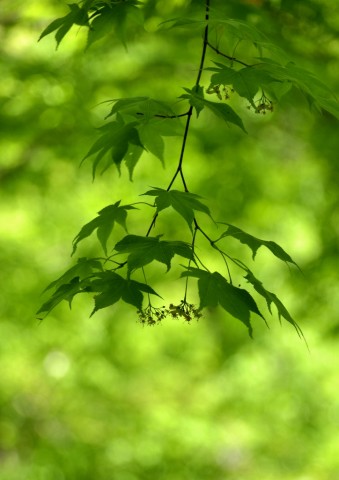 DSC_6164_00001