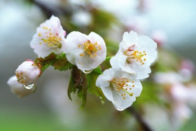 YSM073009sakura1