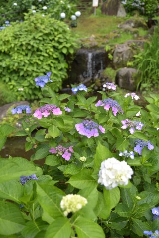 DSC_6295_00001