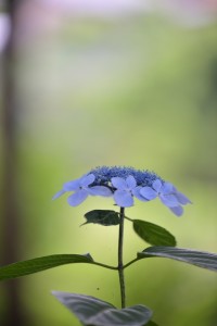 DSC_6327_00001