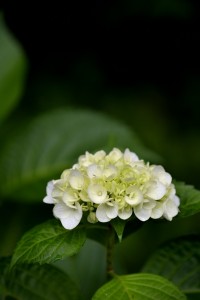 DSC_6346_00001