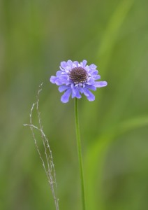 DSC_6369_00001