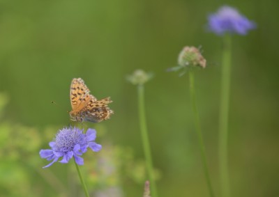 DSC_6378_00001