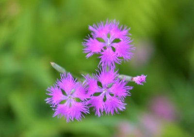 DSC_6386_00001