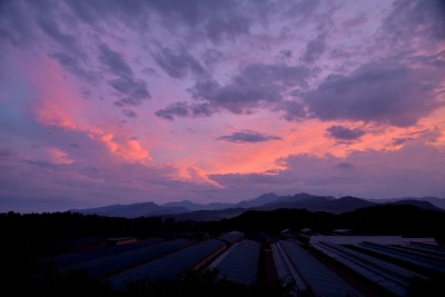 DSC_6475_00001