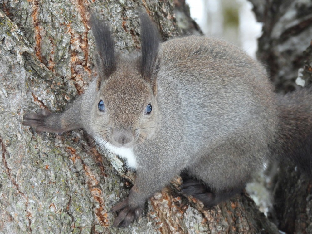 DSCN0660エゾリス