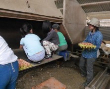 ファーム名古屋店から「たまご採り体験」に２０名参加