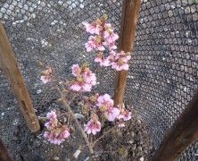 内部川の桜