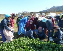 大震災支援に向けて法蓮草収穫～春日山