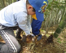 筍堀りへ 【春日山初等部】