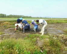 大潟実顕地、田植え始まる