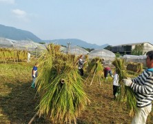 村の田んぼの稲刈り【春日山】