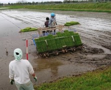 大潟、田植え便り