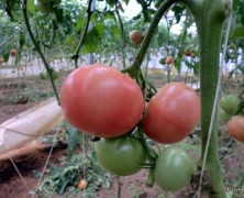 瞬間、瞬間 刻々変わっていく【野菜づくり】