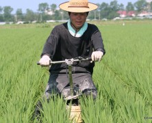 田面ライダーさっそうと田んぼを走る！