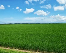 大潟村日記【7月】