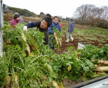 全国ひとつからの村づくり【成田大根収穫交流】