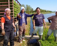 大潟実顕地　田植え　2020年