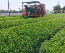 新茶刈り