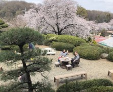 お花見🌸　