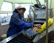 養鶏法に徳田さんを送り出しました【内部川】