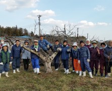 １個１万円の桃をつくる！【内部川】