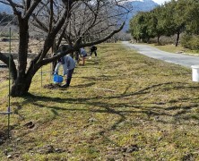 桜並木を新しく