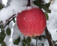 あれあれ？どうなっちまたんだ～雪男現れる。