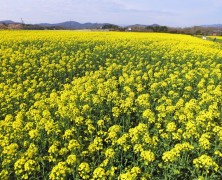 菜の花が咲きました