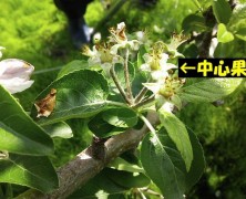 りんご交流花盛り 【飯田】