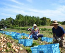 豊里ファームの野菜は・・・