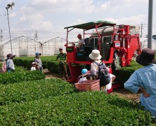 今年の新茶です