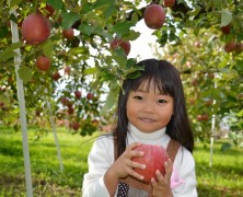 飯田へりんご狩りに