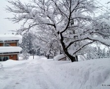 大雪です【雄物川】