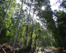 木洩れ陽の ユーカリ空へ せいくらべ【タイ】