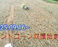 別海実顕地デントコーン収獲が始まりました。
