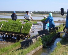 田植え真っ最中！ 【大潟】