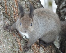 2月フォトグラフ