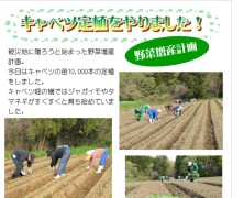 キャベツ定植〜野菜増産計画〜【豊里】