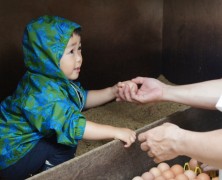 たまご採り体験ふるさと村のようす