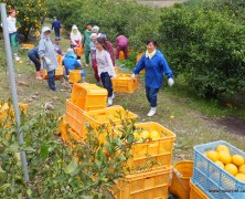 南紀御浜の農場へ甘夏収穫に