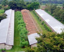 ブラジル鶏舎建設交流に行ってみて