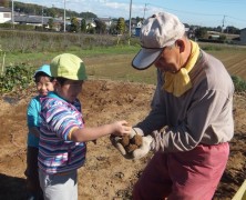 近所の幼児園子達とサツマイモ堀り【岡部】