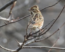 1月フォトグラフ