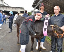 松阪仔牛市場で豊里の牛貢献