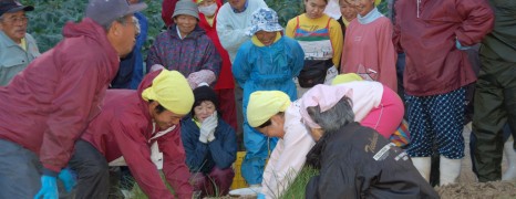 玉ねぎ定植－養鶏法の人たちと共に