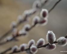 【フォトグラフ】2月の風景(2015)